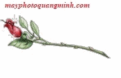 bảng báo giá dịch vụ cho thuê máy photocopy