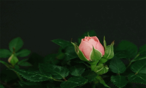 hướng dẫn sử dụng máy photocopy