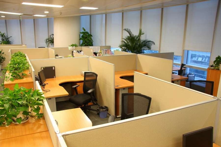 Chọn trồng cây trong văn phòng để tài vượng?
