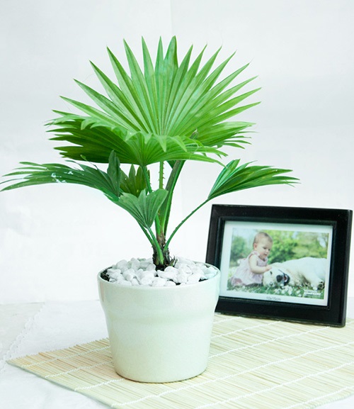 cây cọ phong thuỷ