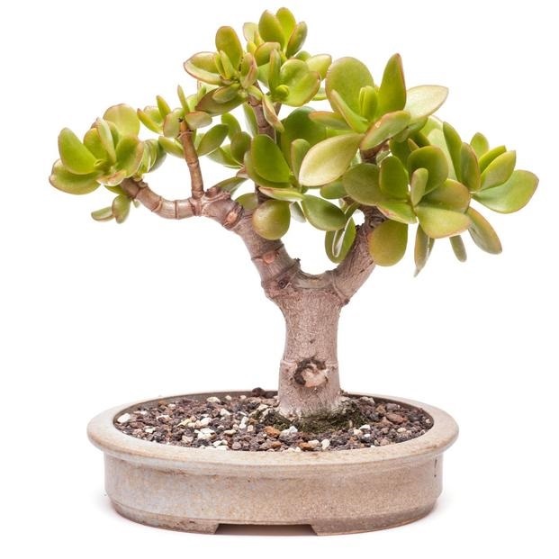 Cách bố trí cây cảnh trong phòng làm việc